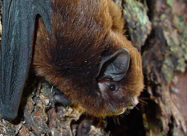Long tailed bat Colin ODonnell2