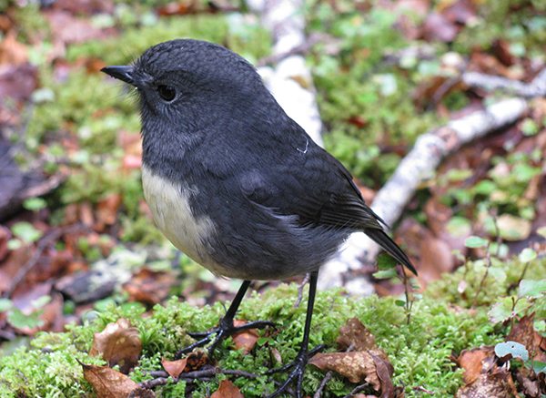 south island robin