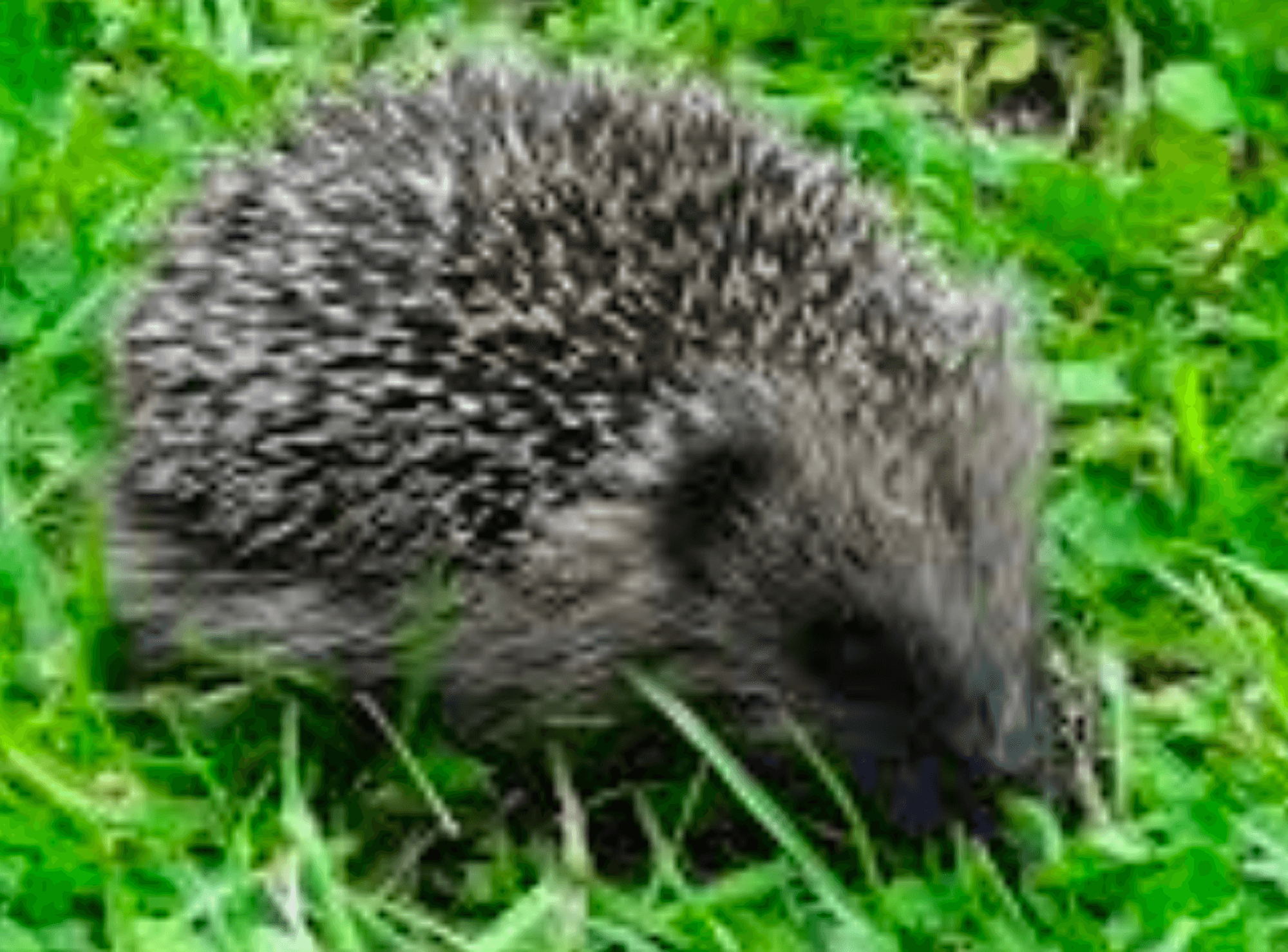 NZ birdlife predator the Hedgehog