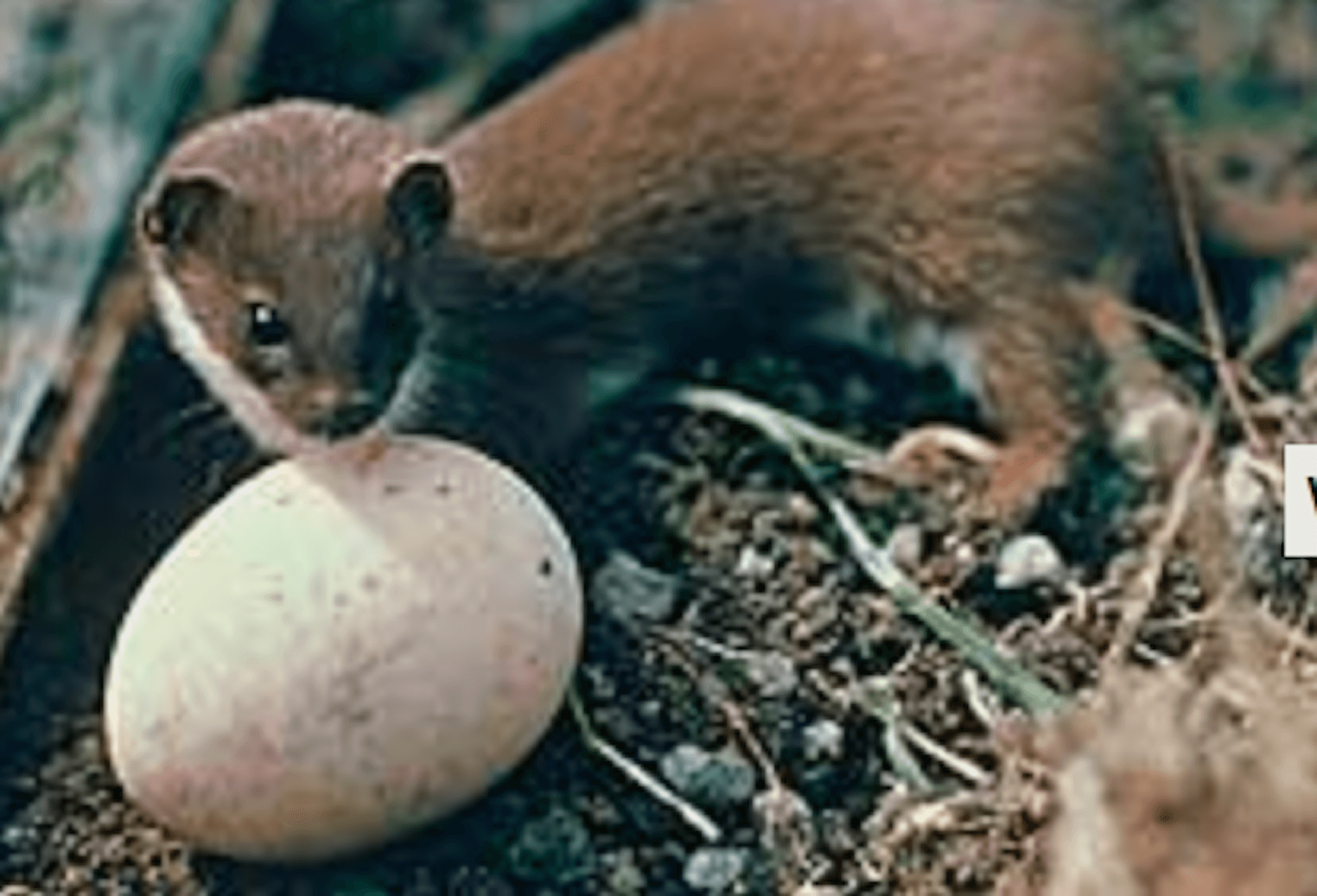 birdlife threat Weasel