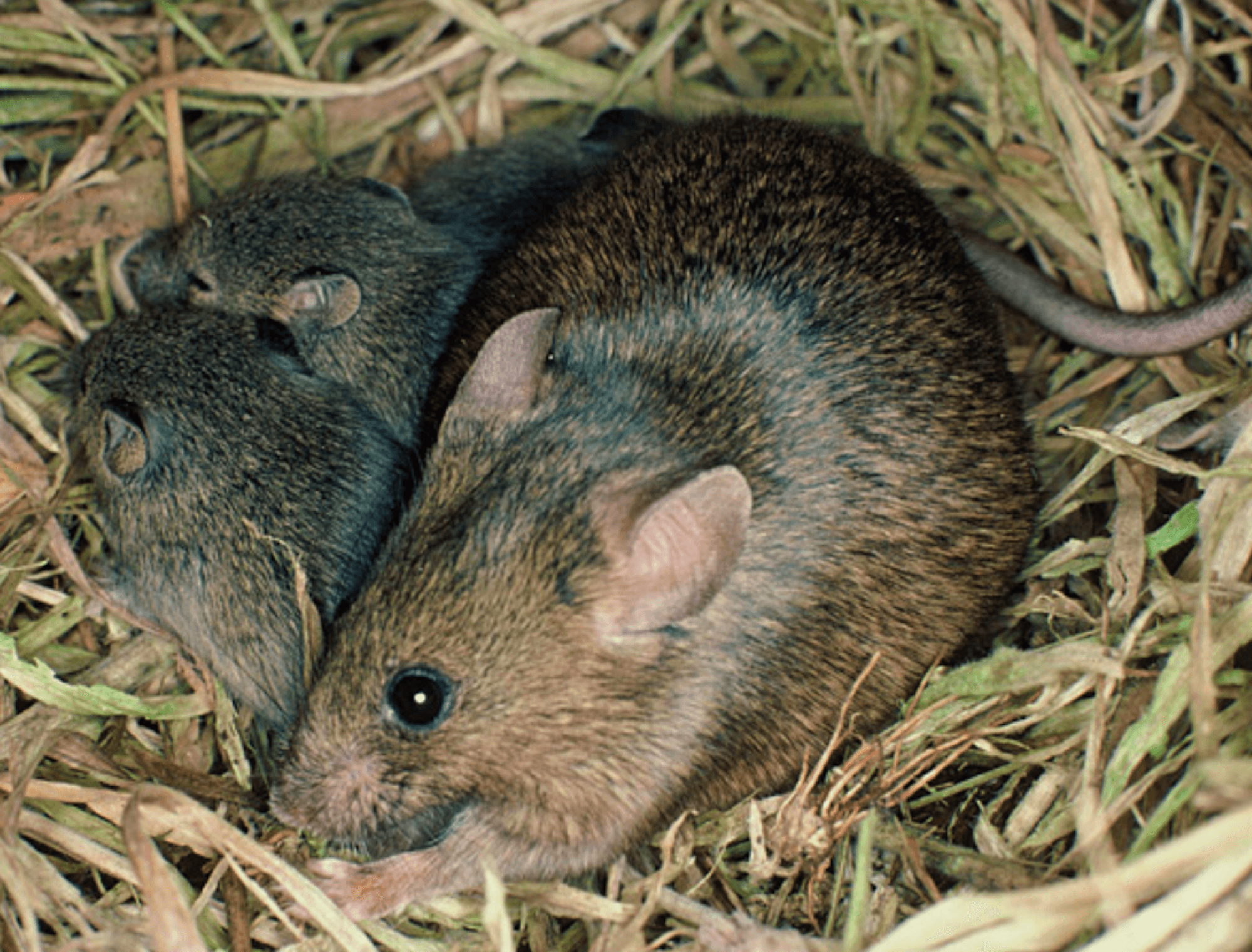 Mice NZ predator