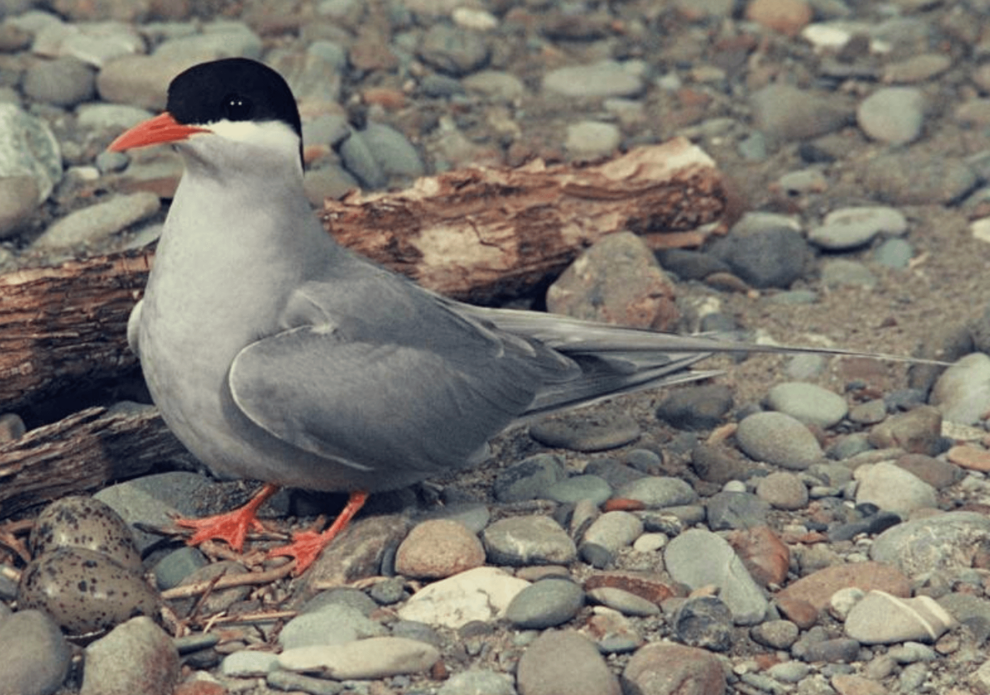 Black-fronted Tern