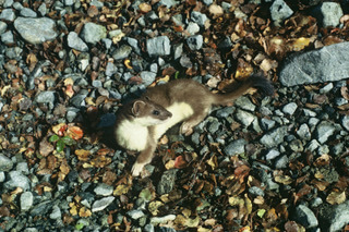 Stoat Gravel HR2