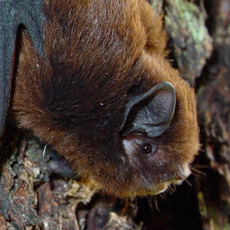 Long tailed bat Colin ODonnell