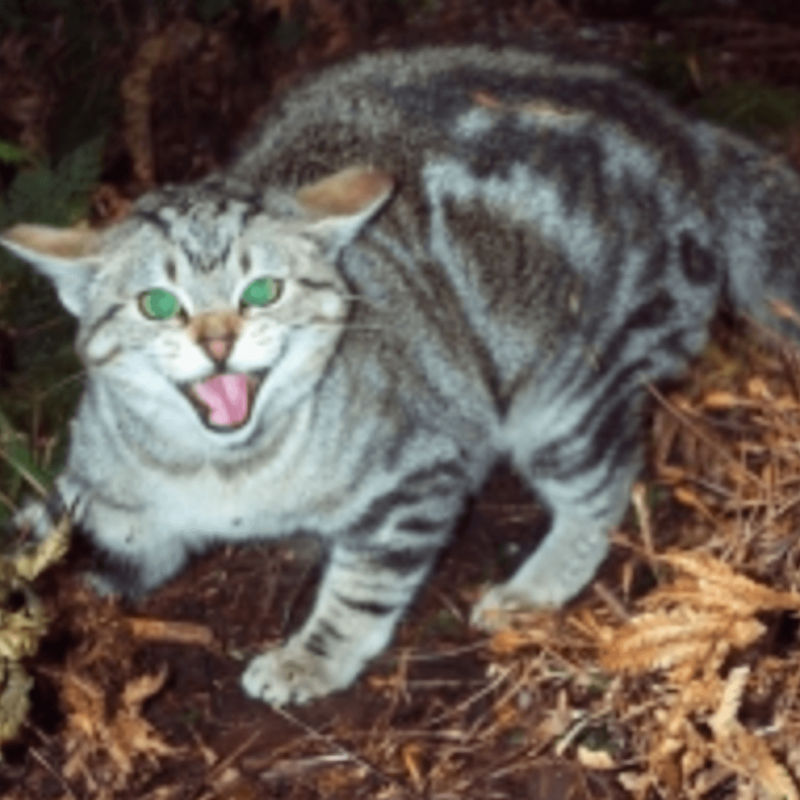 Feral Cat