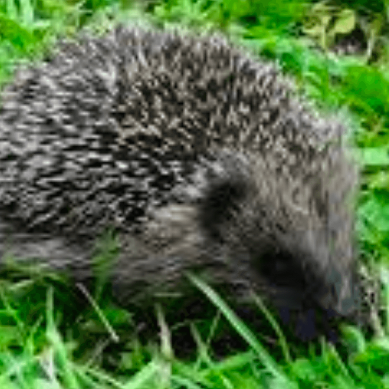 NZ birdlife predator the Hedgehog