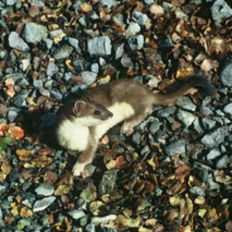 Stoat Gravel HR2