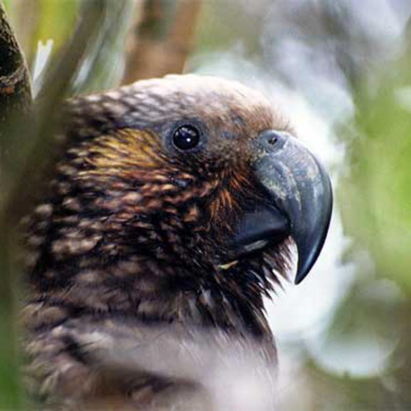 South Island Kaka