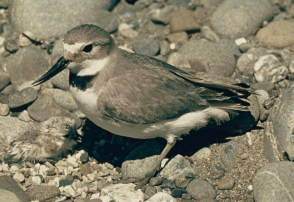 Wrybills