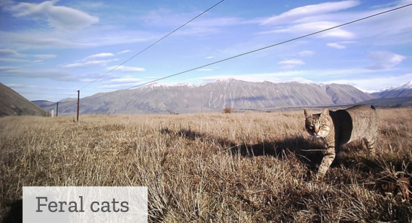 Feral Cats