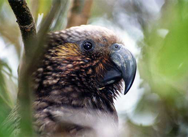 South Island Kaka